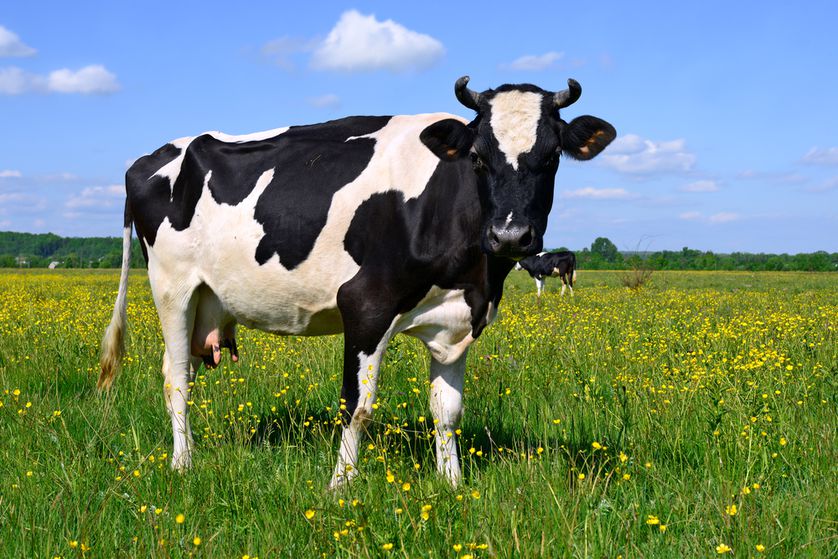 cow picture